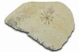 Two Floating Crinoid (Saccocoma) Fossils - Solnhofen Limestone #353558-1